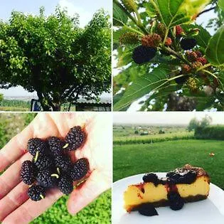 Le Bianchette E Fattoria Didattica Agroturismo Sommacampagna